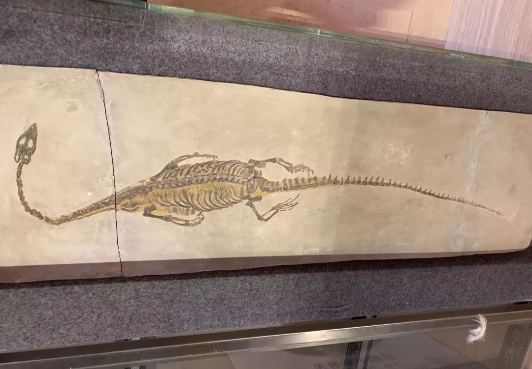 中华潜龙化石图片